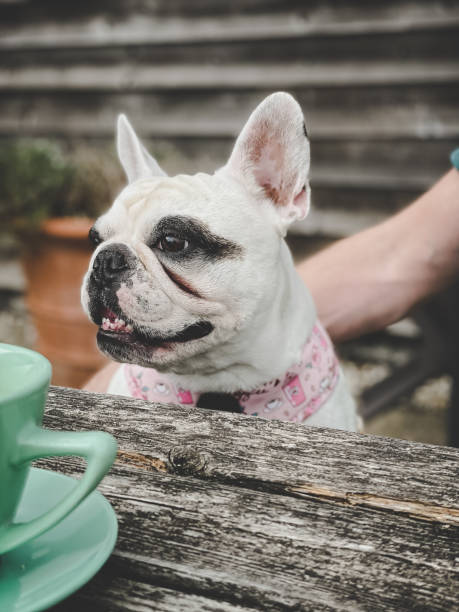 istock Dog sitting at picnic table 1426016039