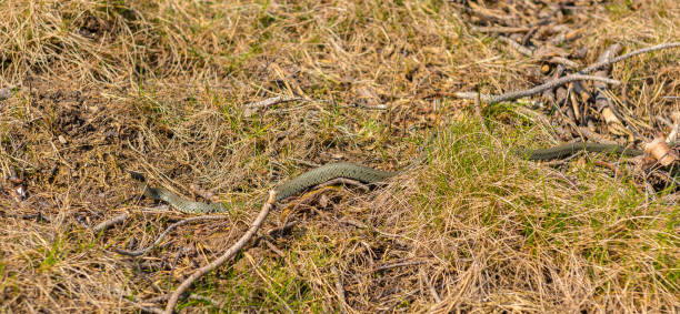 istock Grass snake Natrix Natrix in tall grass.. 1426016818