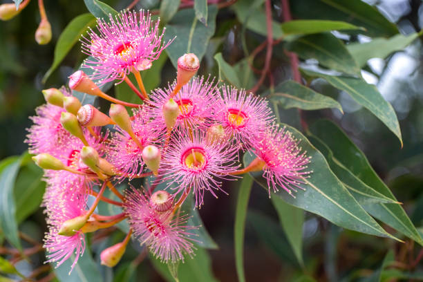 istock Beautiful Gum tree pink flowers and buds, background with copy space 1426017375