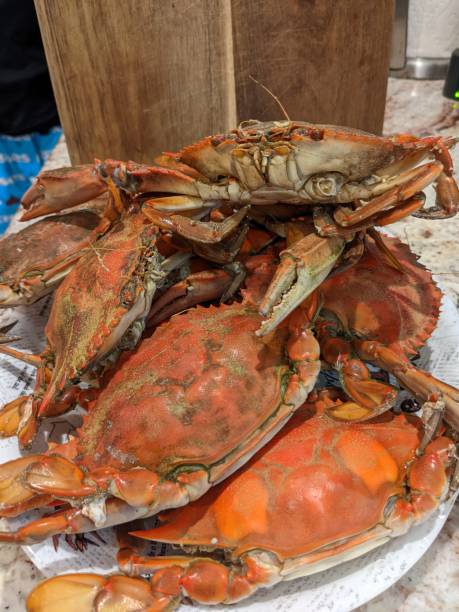kolacja z niebieskim krabem pazura - maryland crab blue crab prepared crab zdjęcia i obrazy z banku zdjęć