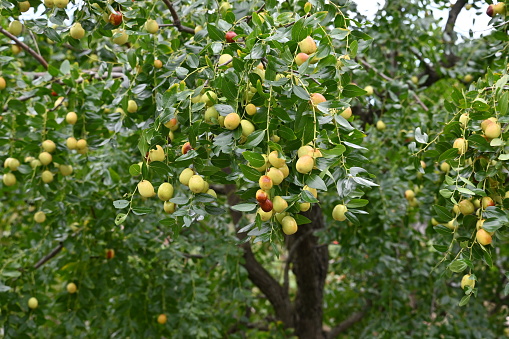 Apricots Tree