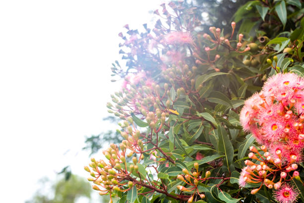 Beautiful Gum tree pink flowers and buds, background with copy space, full frame horizontal composition