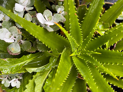 Horizontal high angle closeup photo of a tiny succulent plant and a green spiky Aloe Vera plant growing close together in a subtropical garden in Spring. Byron Bay, NSW
