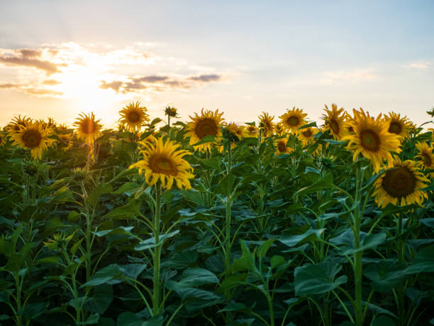 istock Sunflower field and blue sky at sunset 1426025997