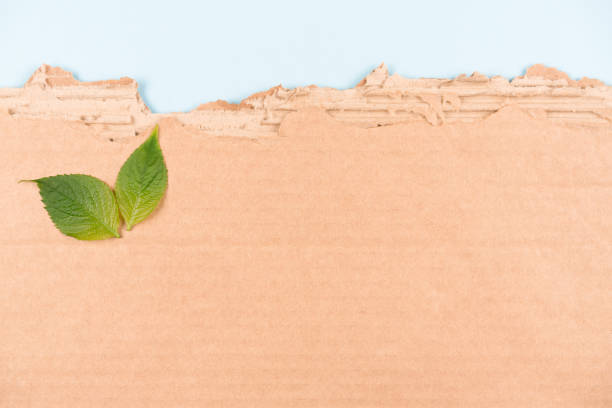 istock Corrugated cardboard over blue background as eco background with copy space for ecological project or paper packaging industry. Green leaves as a symbol of sustainable packaging 1426030101