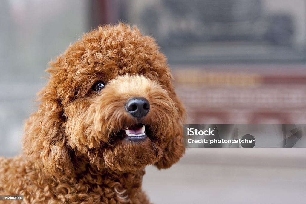 Niedlichen Hund - Lizenzfrei Fotografie Stock-Foto