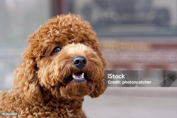 Niedlichen Hund Stockfoto und mehr Bilder von Fotografie - Fotografie, Haustier, Horizontal