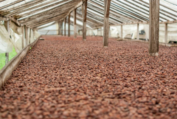 istock Chocolatebeans to dry at farm 1426033208