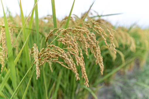 The golden rice is ripe, and the straw is depressed