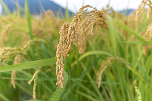 The golden rice is ripe, and the straw is depressed