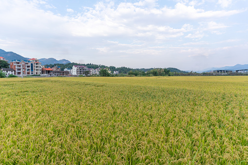 The rice in the rural rice field has ripe