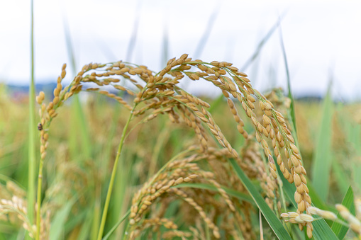 Close up of ripe rice ears