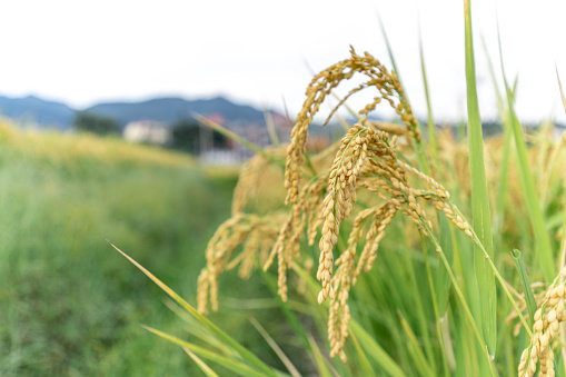 Rice cultivar of harvest