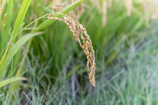 Close up of ripe rice ears