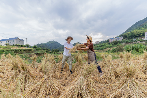 An Asian male farmer took the rice straw from the female farmer
