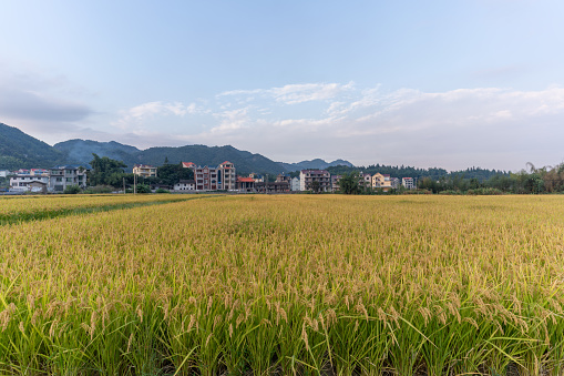 Autumn is coming, and the rice in the farmland is ripe