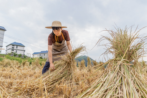 An Asian woman farmer was carrying dry straw in the field