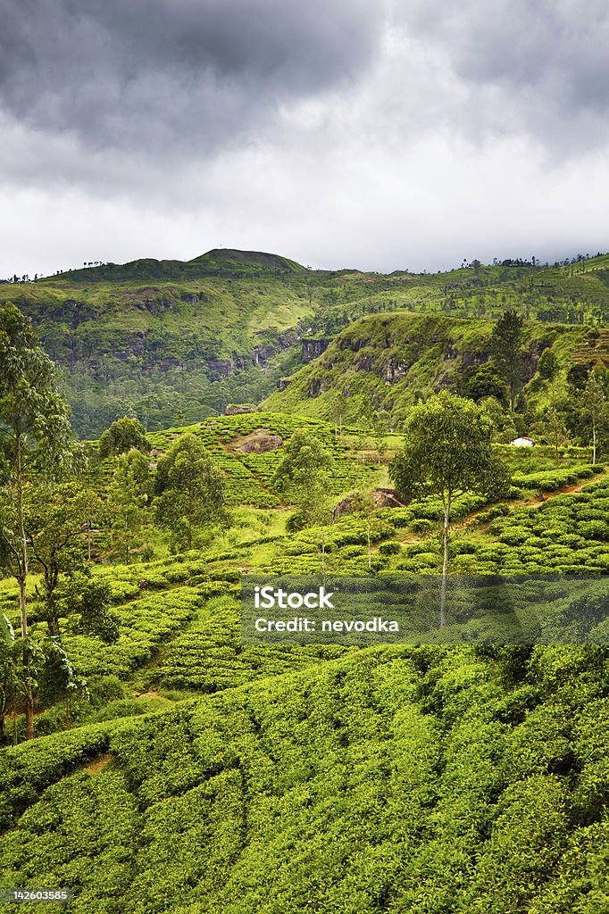 plantation de thé au Sri Lanka - Photo de Agriculture libre de droits