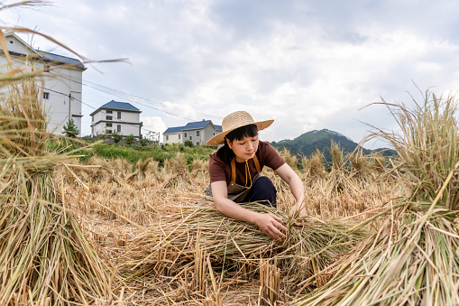 An Asian woman farmer was working in the field