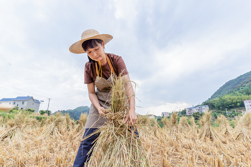 An Asian woman farmer was binding rice straw in the field