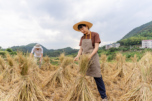 Two male and female farmers are tidying rice straw in the field