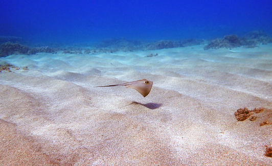 sting ray in clear turquoise waters at Sandy bottom beach and blue cloudy sky at stainel cay, exuma island , Bahamas