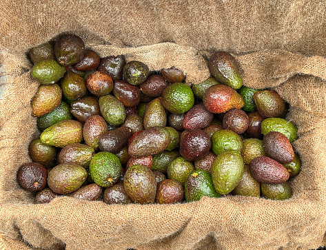 Horizontal high angle closeup photo of a pile of freshly harvested shiny green and brown avocados in a brown hessian lined box on a vegetable stall at the weekly Byron Bay Farmer’s Market in Spring.