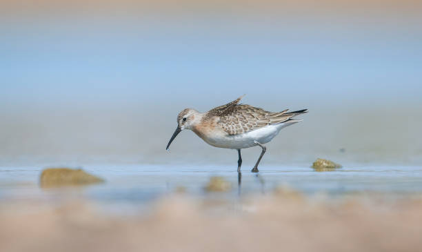 Curlew  Sandpiper (Calidris ferruginea) Curlew  Sandpiper (Calidris ferruginea) is breeds in the plains of the Arctic sea at the north pole. It occurs in the northern parts of Asia, Europe and the Americas. scolopacidae stock pictures, royalty-free photos & images