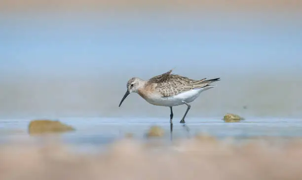 Curlew  Sandpiper (Calidris ferruginea) is breeds in the plains of the Arctic sea at the north pole. It occurs in the northern parts of Asia, Europe and the Americas.