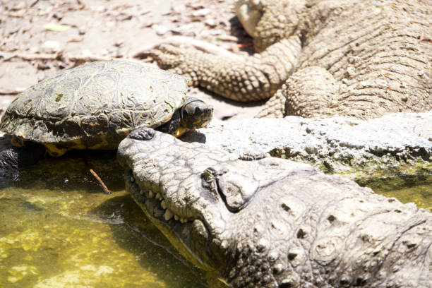 istock A turtle and a crocodile face to face 1426038393