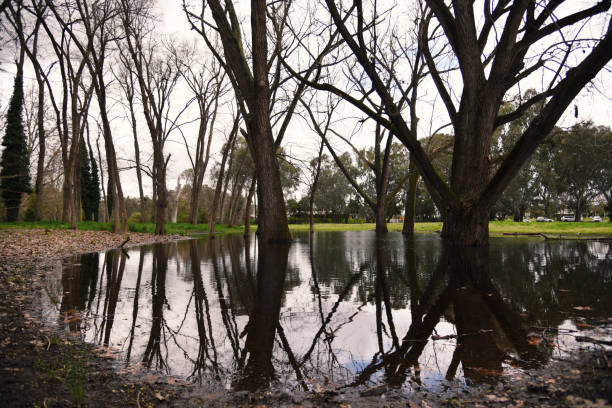istock Leafless tree with reflections in Oddies creek park. 1426042498