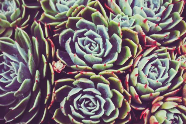 istock Beautiful Background of Succulent Echeveria 1426046877