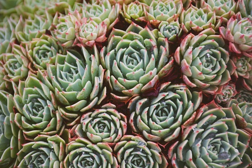 A close-up background of the Succulent plant Echeveria in soft tones.