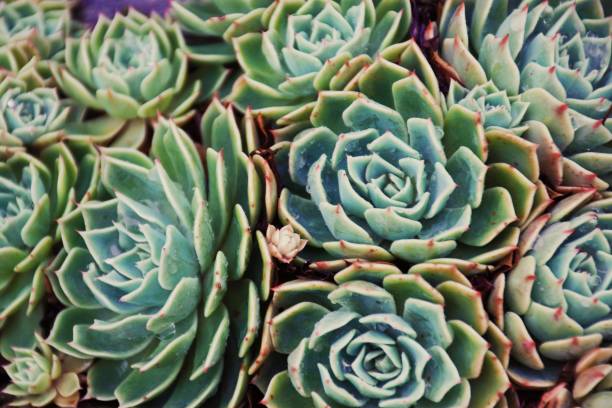 istock Beautiful Background of Succulent Echeveria 1426046907