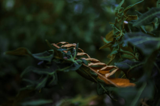 Creative layout of green leaves and death leaf