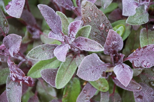 A close-up nature background of the herb Sage in soft focus.