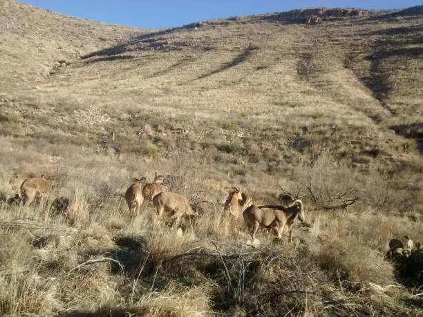 istock Desert Bighorn Sheep 1426049268