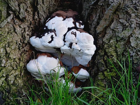 A close-up depiction of small fungi colony, growing at base of a tree. The photo was shot on a park of Dusseldorf, Germany in late October 2021.