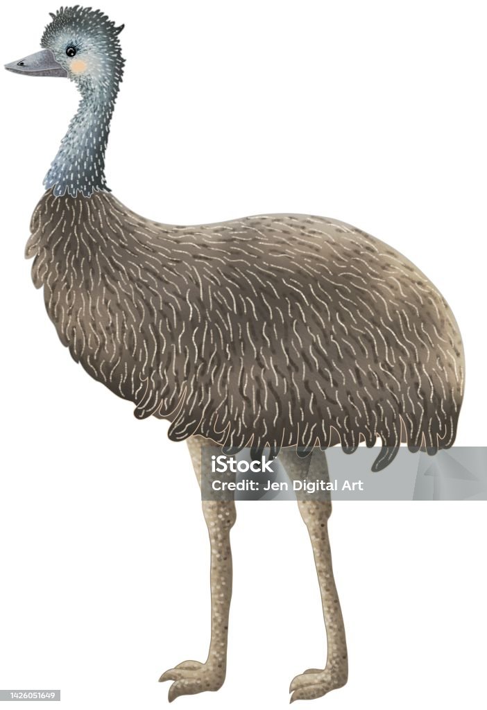 Emu Graphics Cute Australian Emu Cartoon Illustration Stock Illustration - Download ...