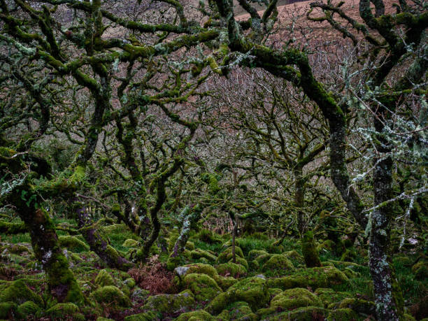 Gnarled oak trees stretch out like hands. Moss covered granite boulders cover the floor and rare lichens cover the trees. Surely, this is where Little Red Riding Hood met the wolf, and Prince Charming  sought out Sleeping Beauty?