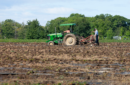 Île d'Orléans, Quebec, Canada -August,13, 2022: Migrant Mexican agricultural workers on six month visas working in field.