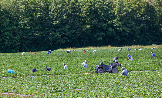 Lottum, The Netherlands - June 19, 2021: Asparagus cultivation with seasonal workers busy with harvesting the ripe vegetables
