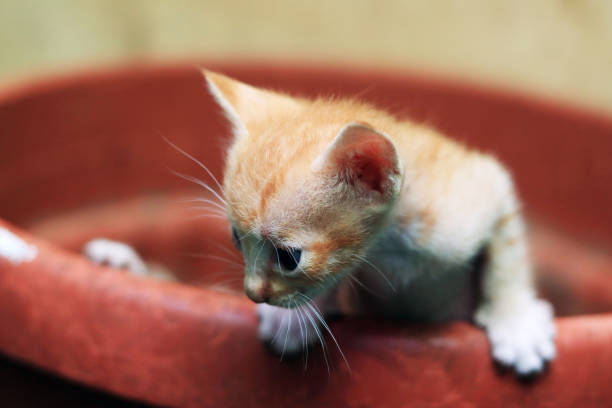 istock Cute kitten seeing the world for the first time 1426056289