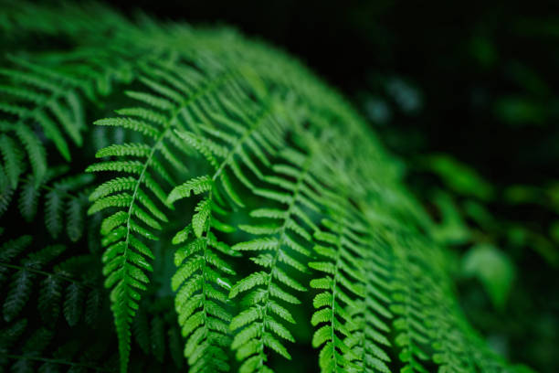 istock Lush, green plants in the redwood forest 1426057014