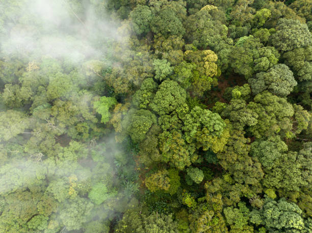 istock Tropical forests can absorb large amounts of carbon dioxide from the atmosphere. 1426058671