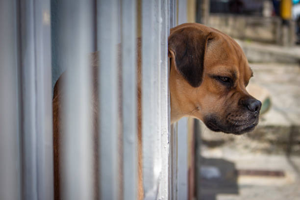 Beautiful dog looking out a window
