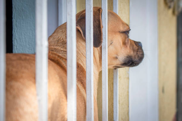 Beautiful dog looking out a window