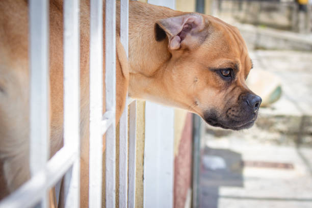 Beautiful dog looking out a window