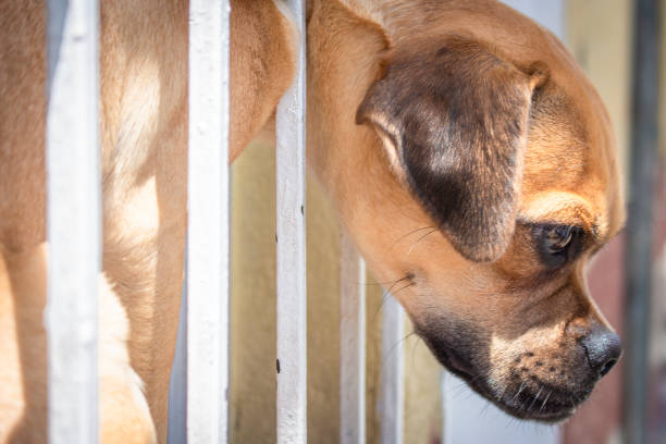 Beautiful dog looking out a window