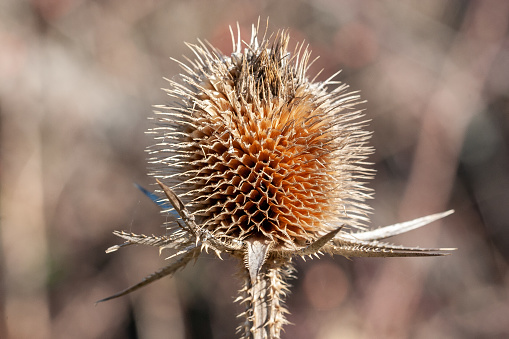 Close up dried Wild Teasel plant in the wild